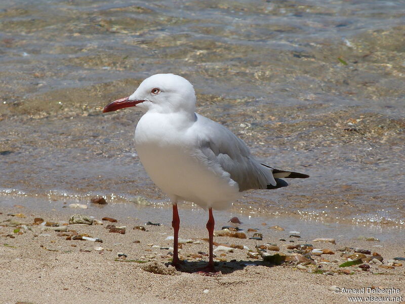 Silver Gull