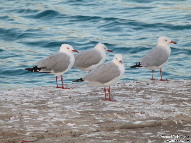 Mouette argentée