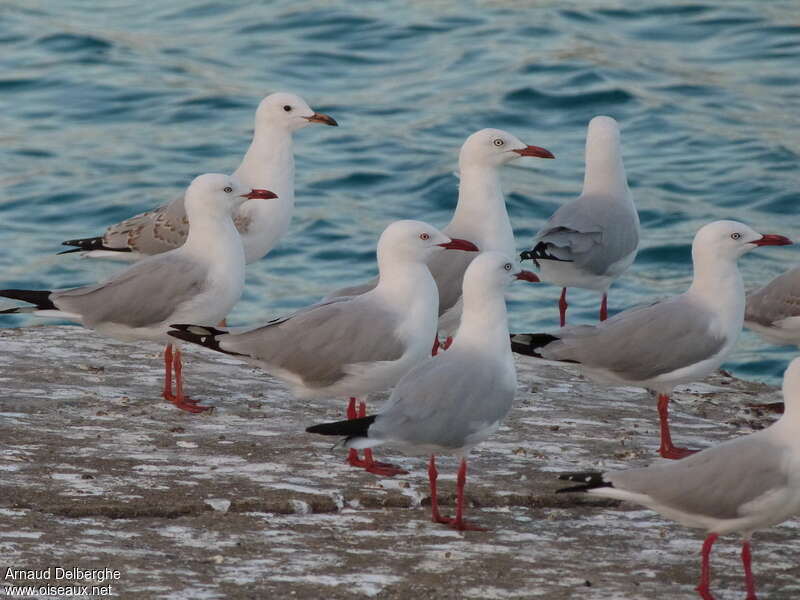 Mouette argentée, composition, pigmentation