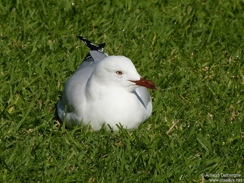 Mouette argentée