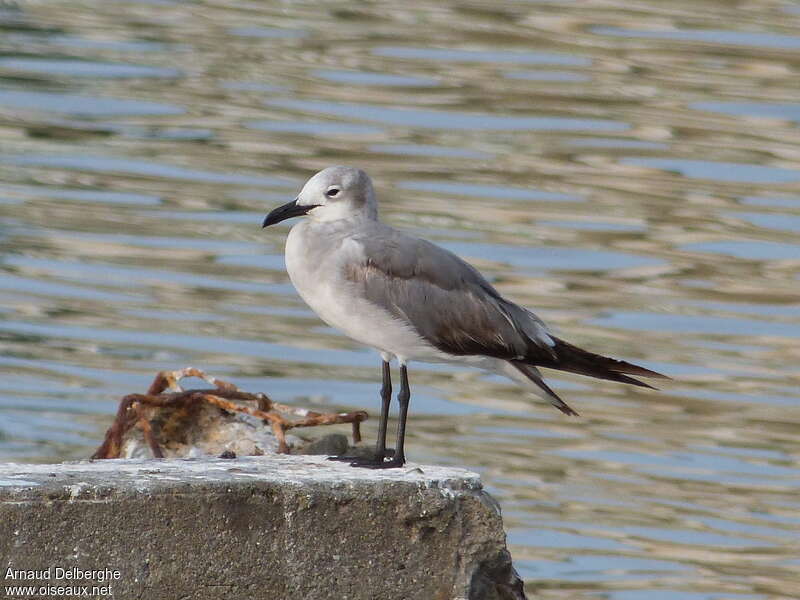 Mouette atricille1ère année, identification