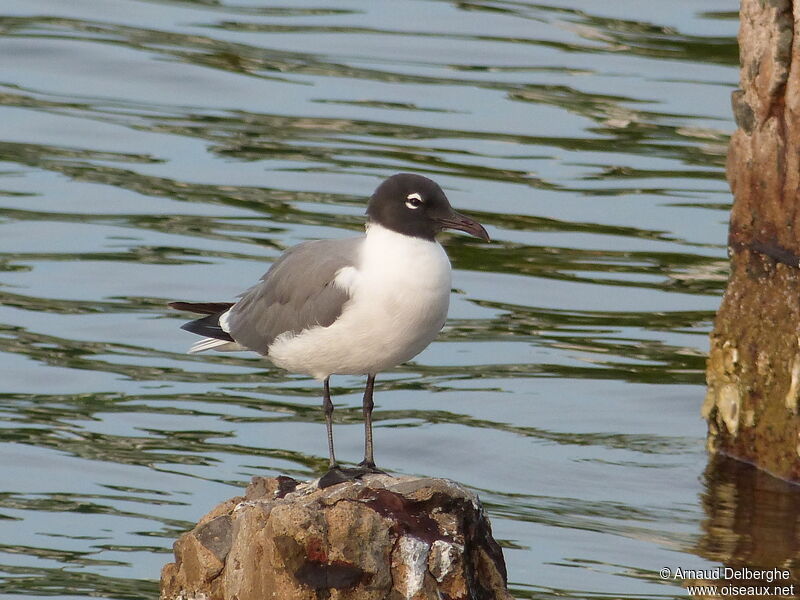 Mouette atricille