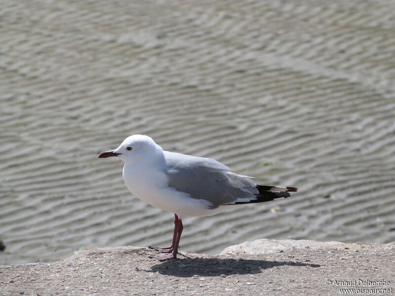 Mouette de Hartlaub