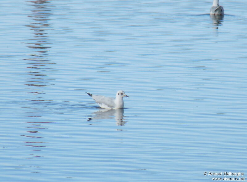 Andean Gull