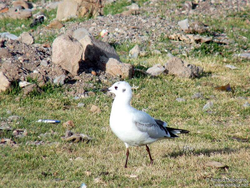 Andean Gull