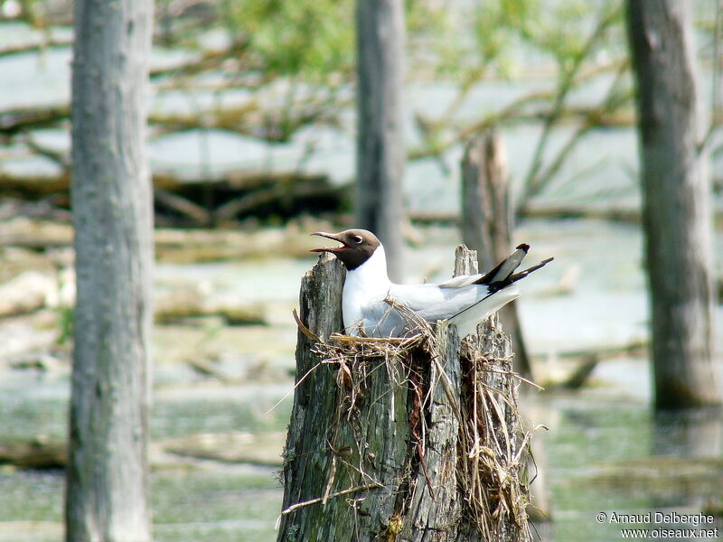 Black-headed Gull