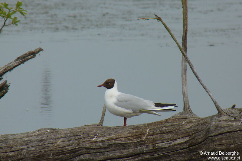 Mouette rieuse