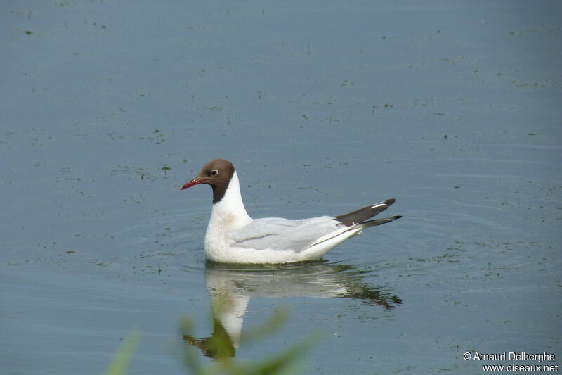 Mouette rieuse