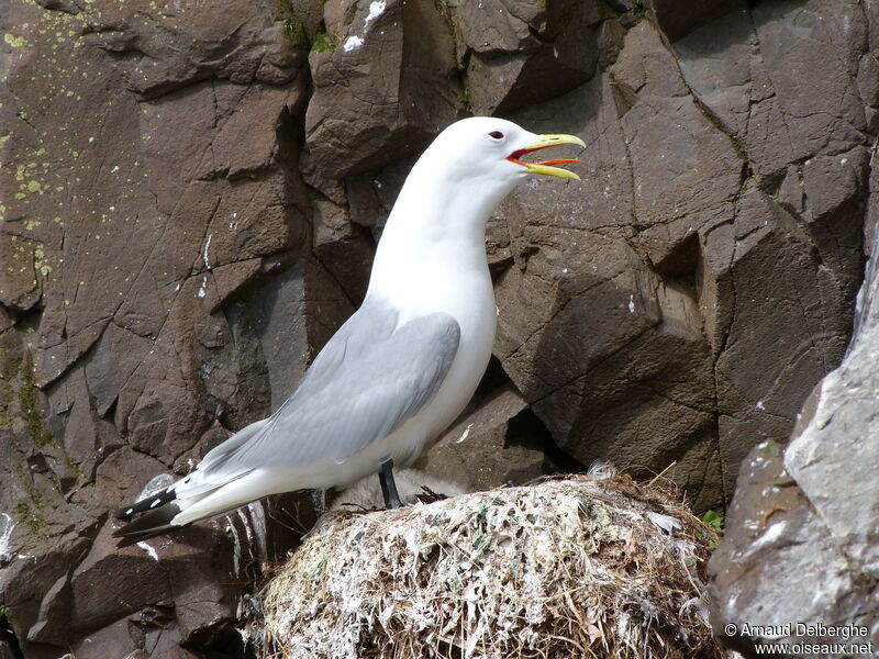 Mouette tridactyle