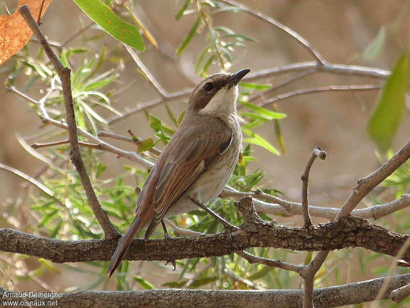 Herero Chatadult, identification