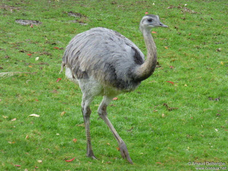 Greater Rhea