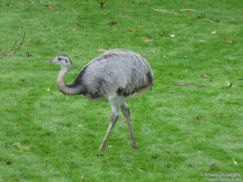 Greater Rhea