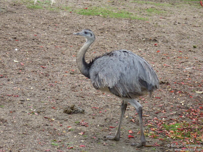 Greater Rhea