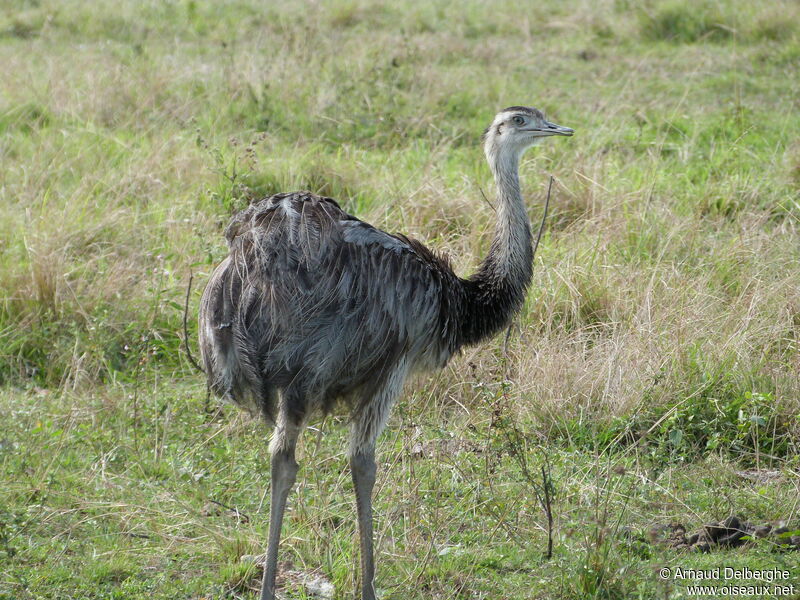 Greater Rhea