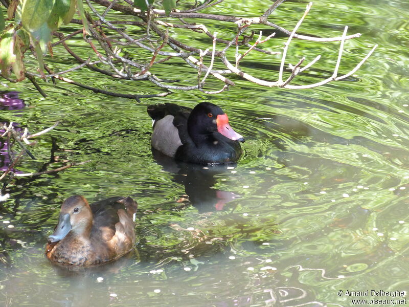 Rosy-billed Pochard