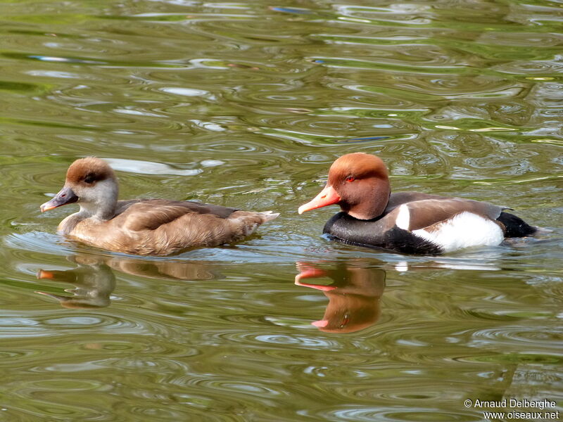 Red-crested Pochard