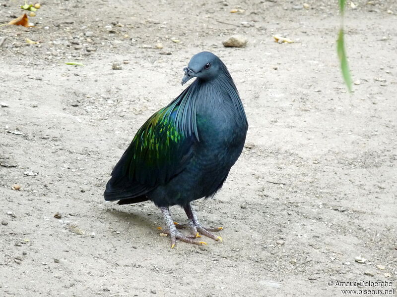 Nicobar Pigeon