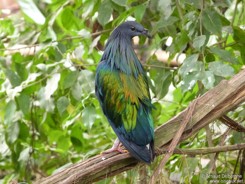 Nicobar Pigeon