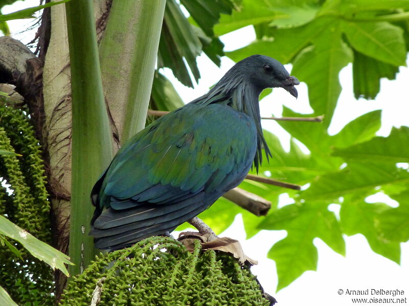 Nicobar Pigeon