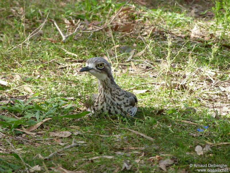 Bush Stone-curlew