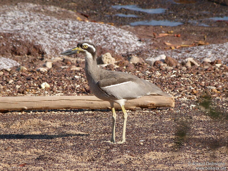 Beach Stone-curlew