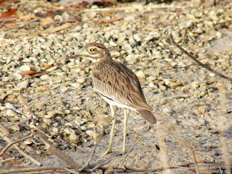 Senegal Thick-knee