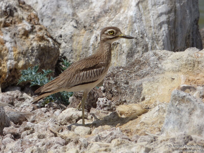 Senegal Thick-knee