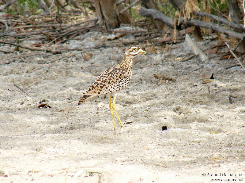 Spotted Thick-knee