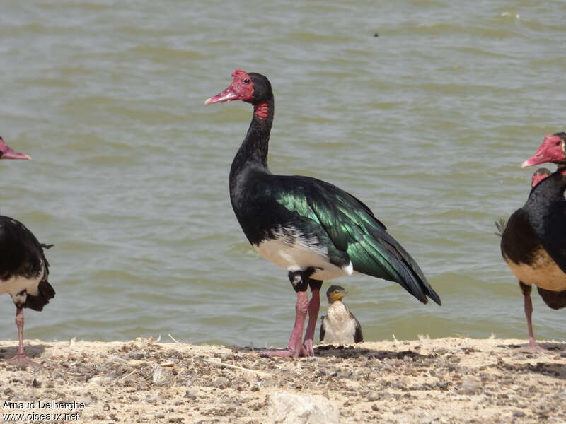 Spur-winged Gooseadult, identification