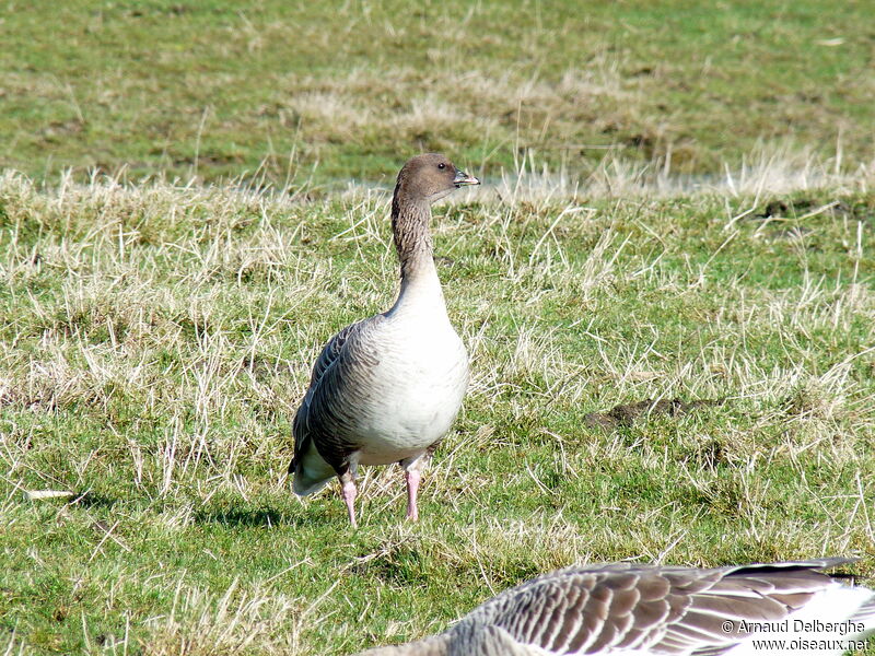 Pink-footed Goose