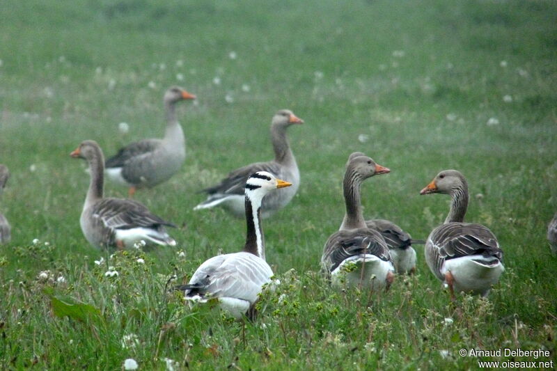 Bar-headed Goose