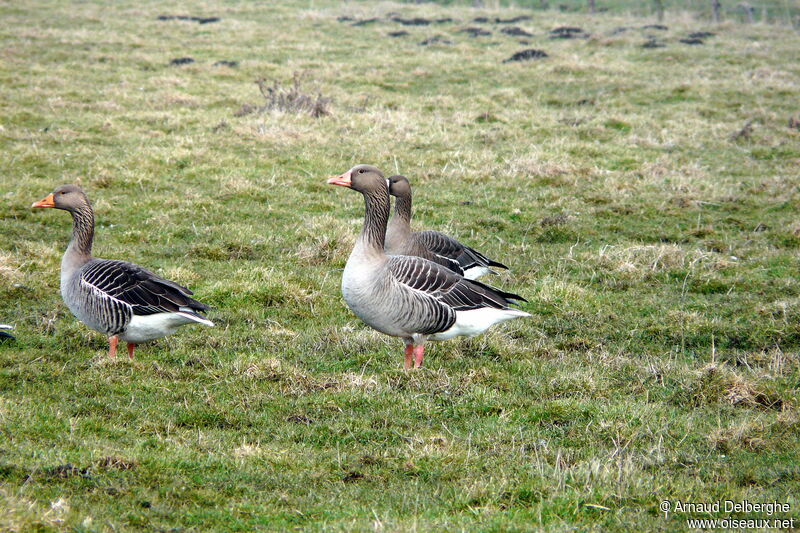 Greylag Goose