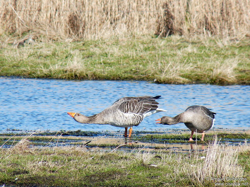 Greylag Goose