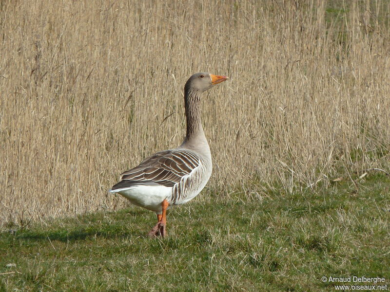 Greylag Goose