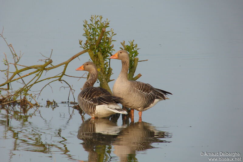 Greylag Goose