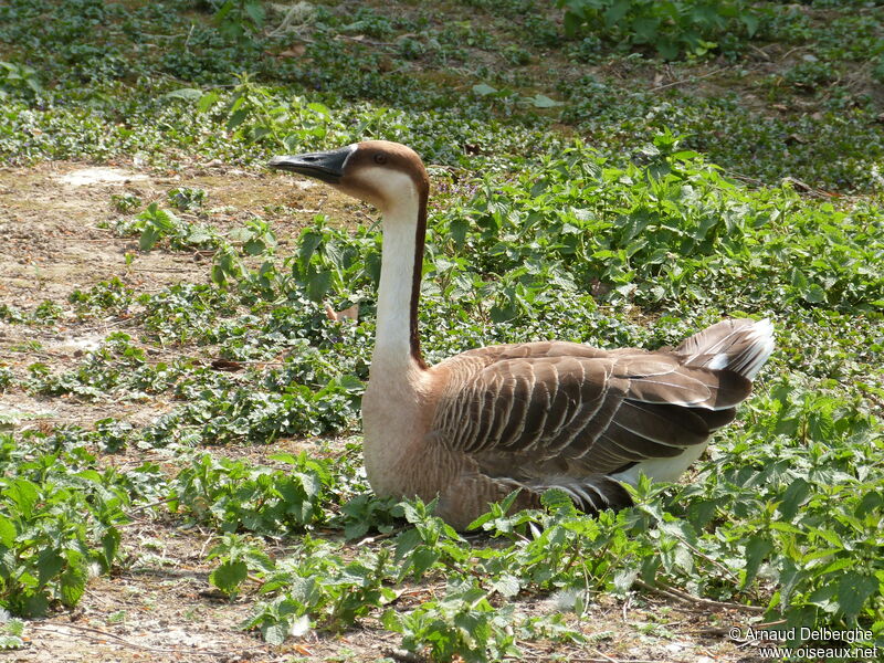 Swan Goose, pigmentation