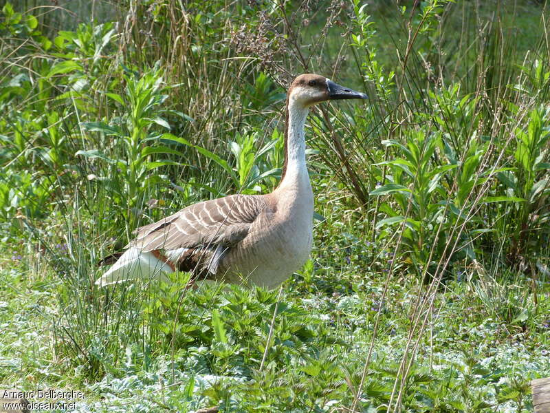 Swan Gooseadult, identification