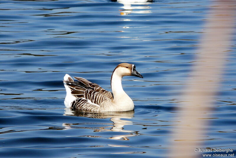 Swan Goose