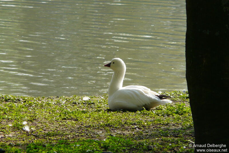 Ross's Goose