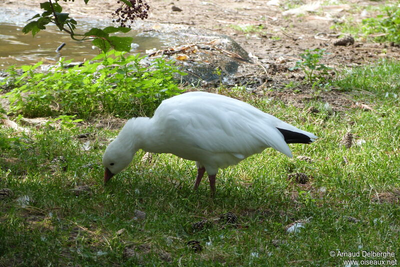 Ross's Goose