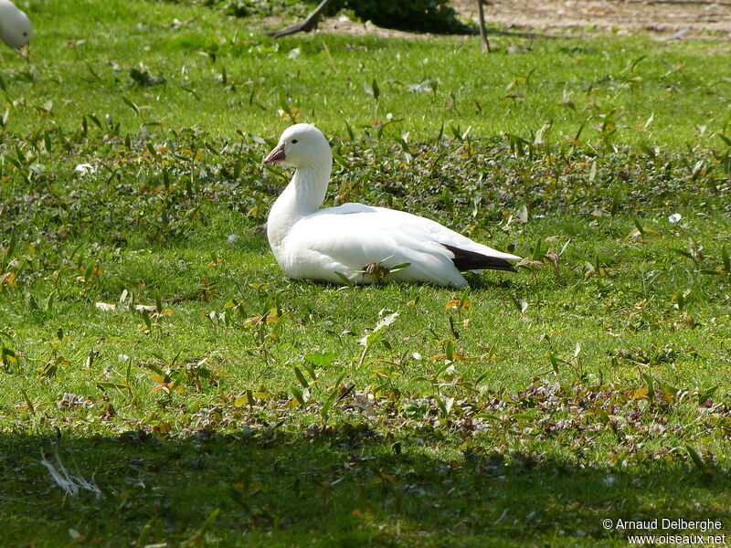 Ross's Goose