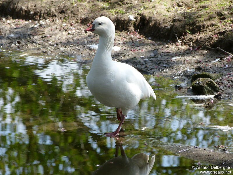 Ross's Goose