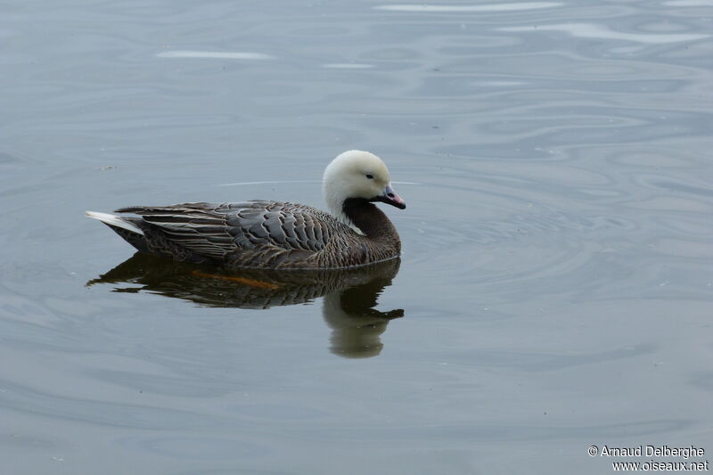 Emperor Goose