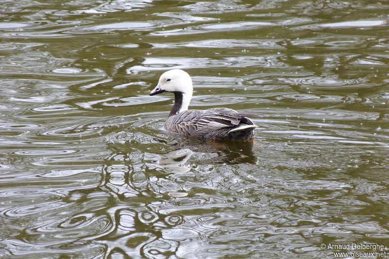 Emperor Goose