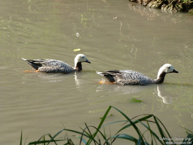 Emperor Goose