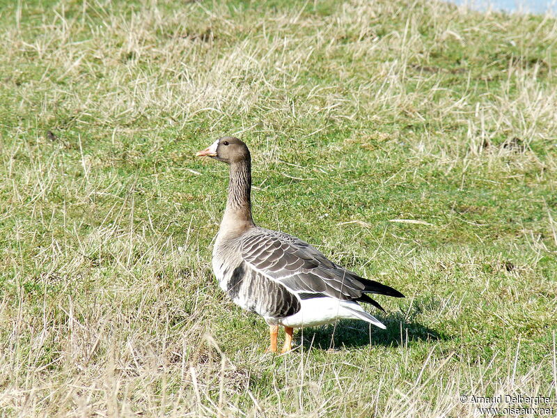 Greater White-fronted Goose