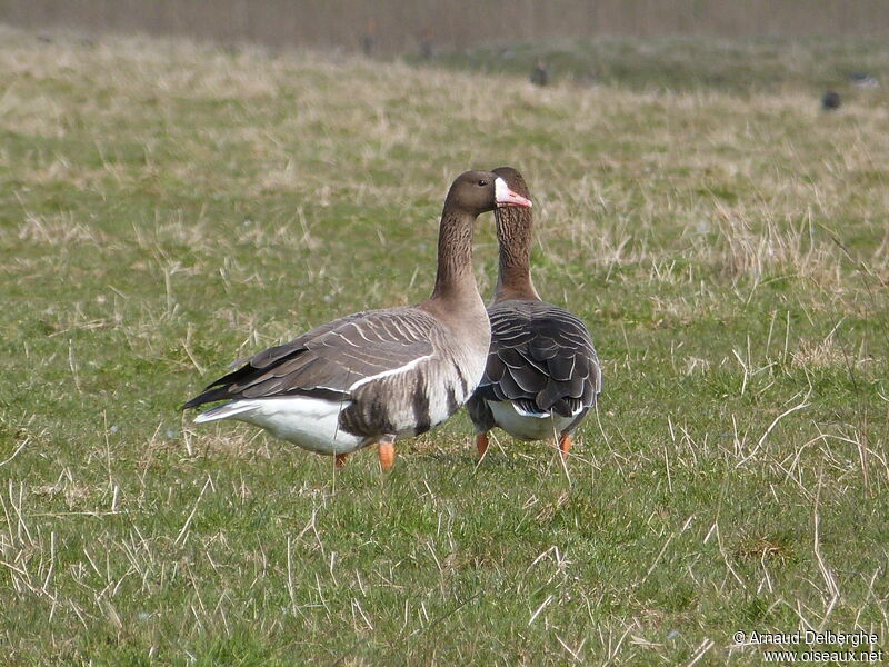 Greater White-fronted Goose