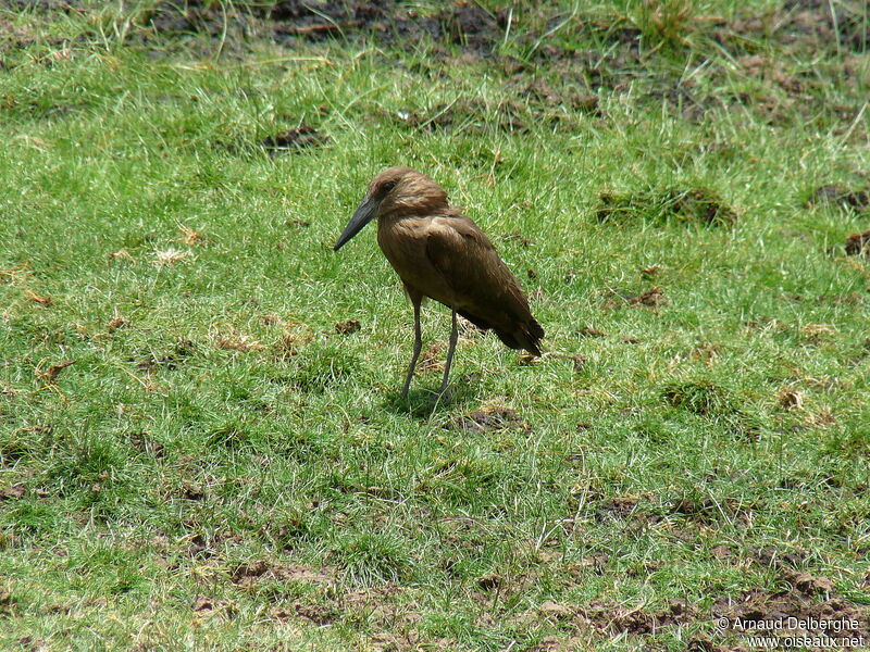 Hamerkop