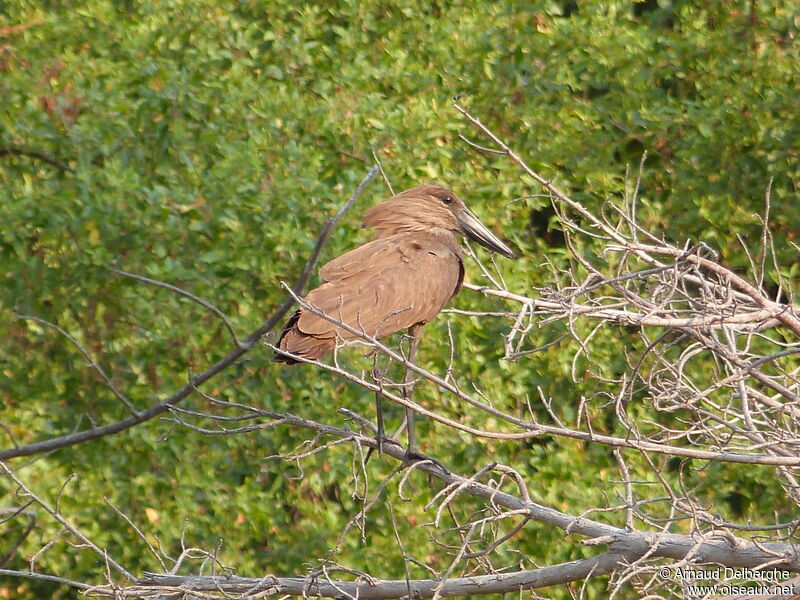 Hamerkop