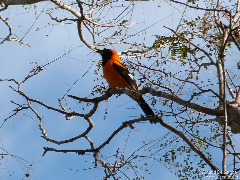 Orange-backed Troupial